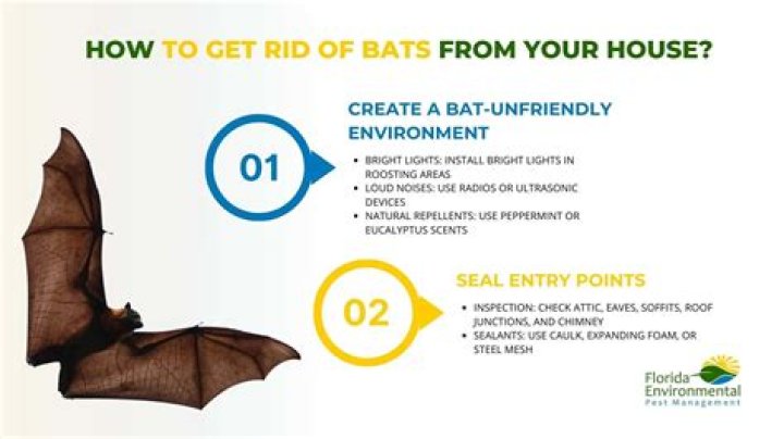 How do i get rid of bats in my patio umbrella