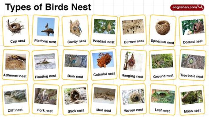 Types of bird nests